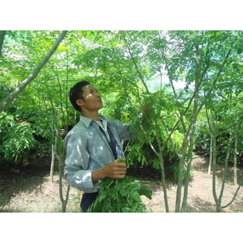 Combo 2 cây chùm ngây một loại cây có giá trị dinh dưỡng cao.