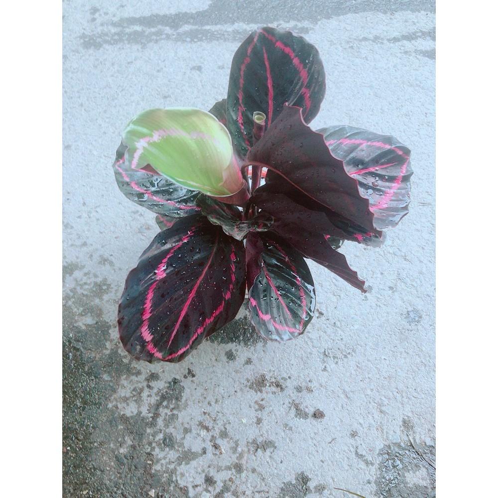 Chậu Đuôi Công Tím