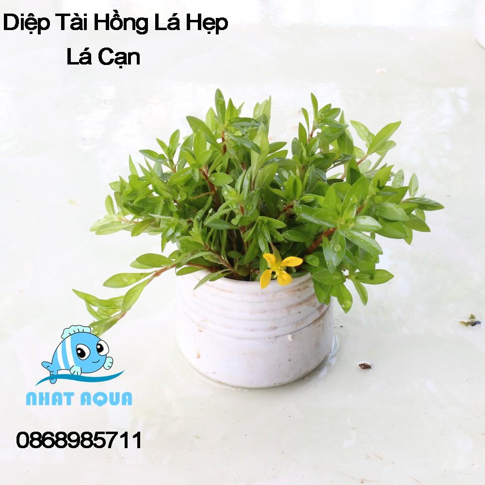 Diệp Tài Hồng Lá Hẹp