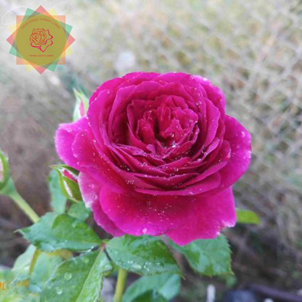 Cây hoa hồng ngoại Ebb Tide Rose tím - Hoa hồng Thăng Long Flower