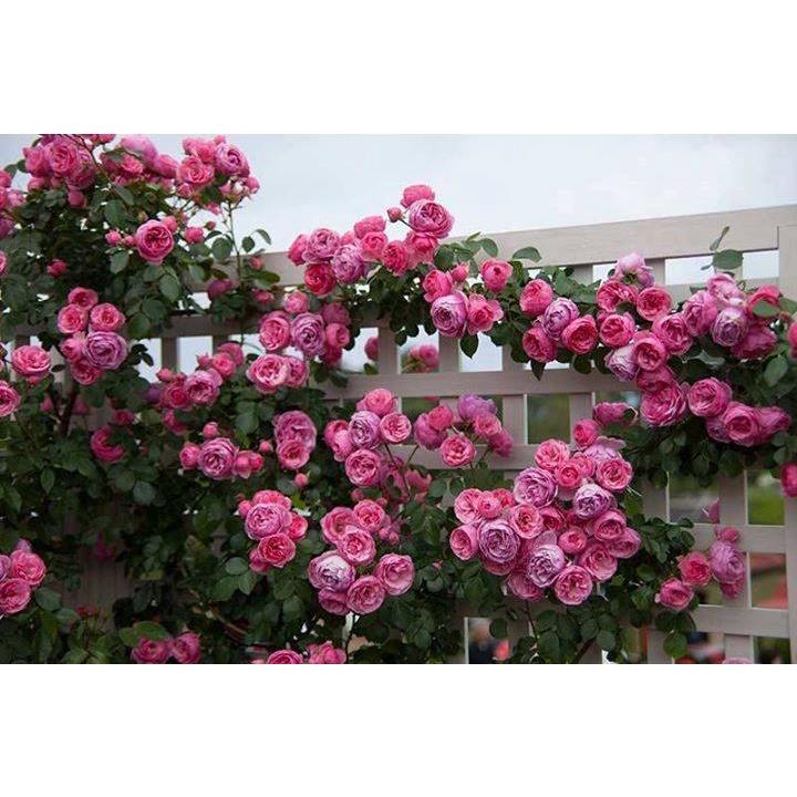 Hạt giống hoa hồng leo Pháp nhiều màu KNS3422 - Gói 10 hạt