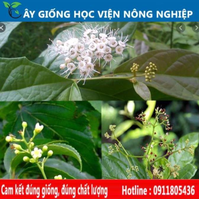 Sản phẩm Cây Ăn Trái cây xạ đen cây giống chuẩn
