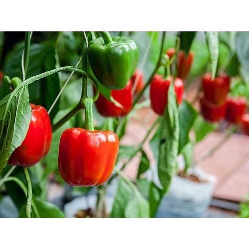 Hạt giống Ớt chuông đỏ , đóng gói 0.5gr