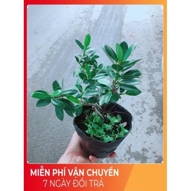 Cây Da Nhật Bonsai