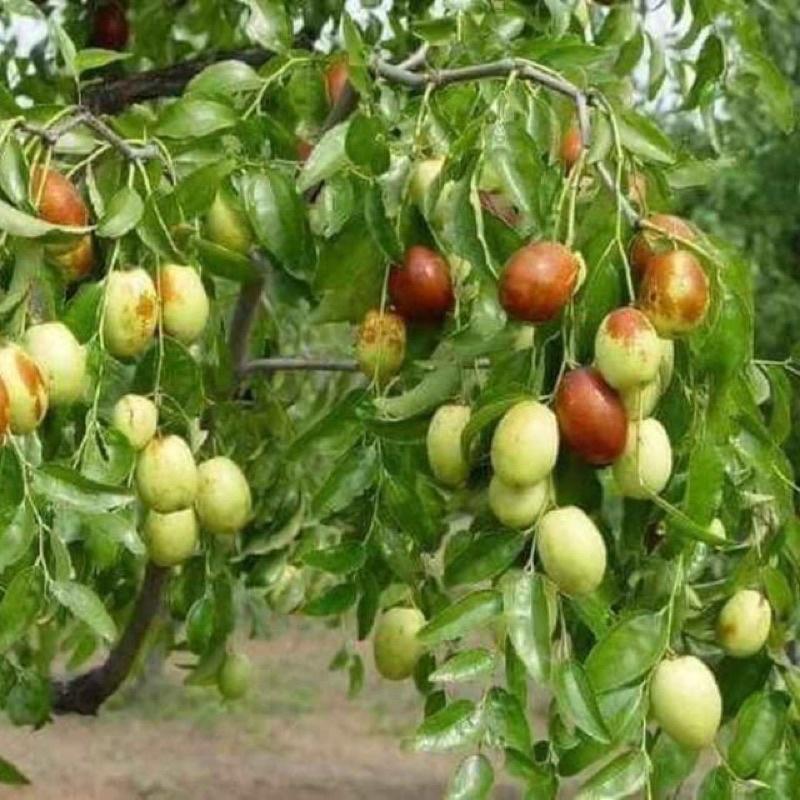 Cây giống táo đỏ Tân Cương cho quả là thực phẩm cực kì bổ dưỡng