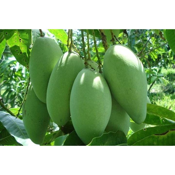 CÂY GIỐNG XOÀI THÁI SIÊU QUẢ- CAM KÊT GIỐNG CHUẨN F1