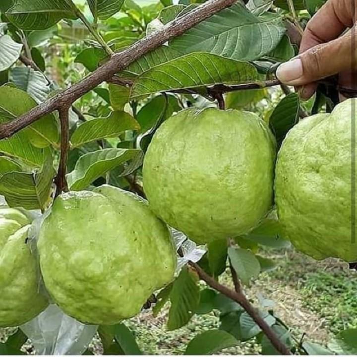 Cây ỔI NỮ HOÀNG ghép, quả to, giòn