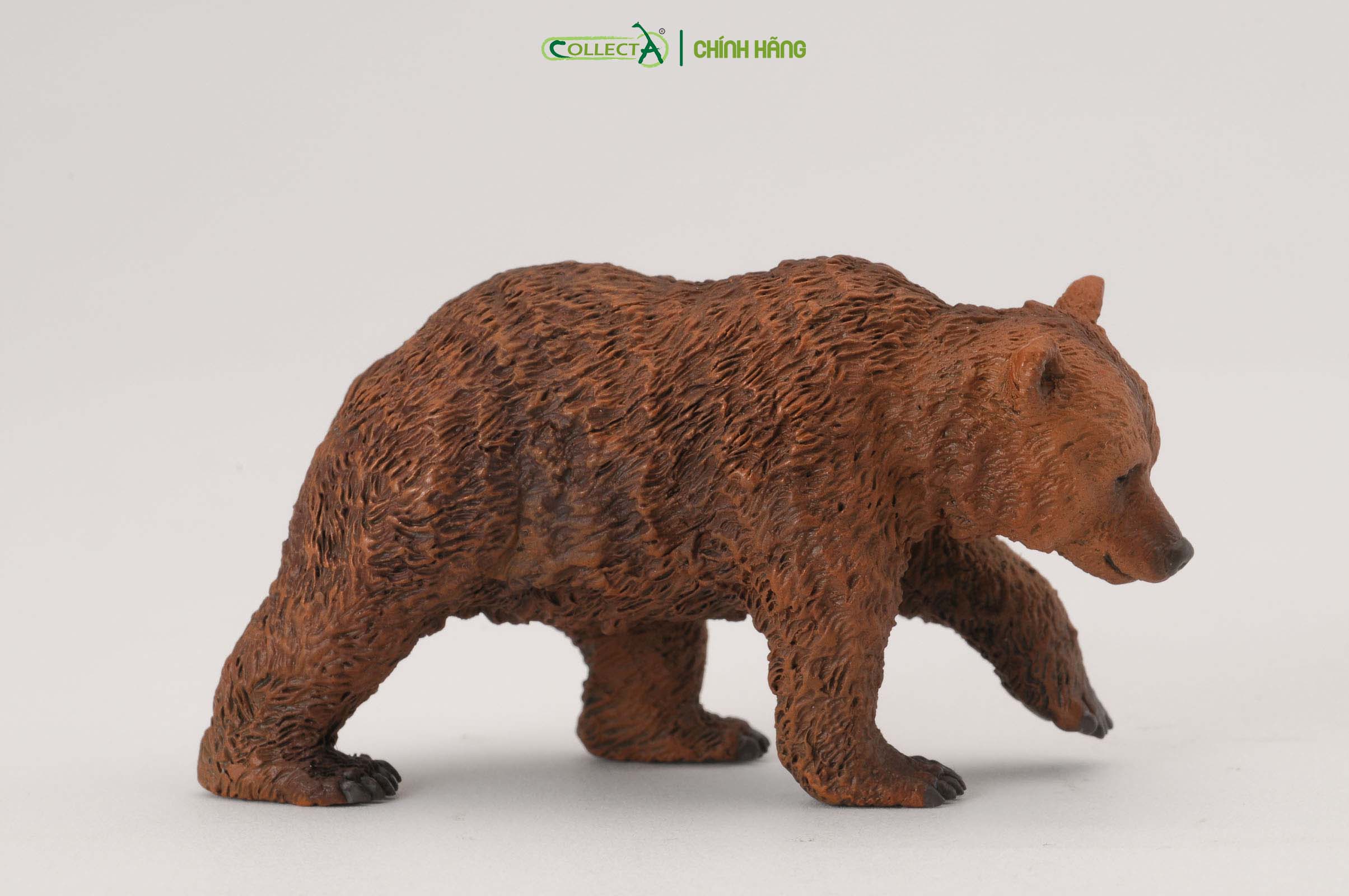 Mô hình thu nhỏ: Gấu Nâu con - Brown Bear Cub, hiệu: CollectA, mã HS 9651231[88561] -  Chất liệu an toàn cho trẻ - Hàng chính hãng