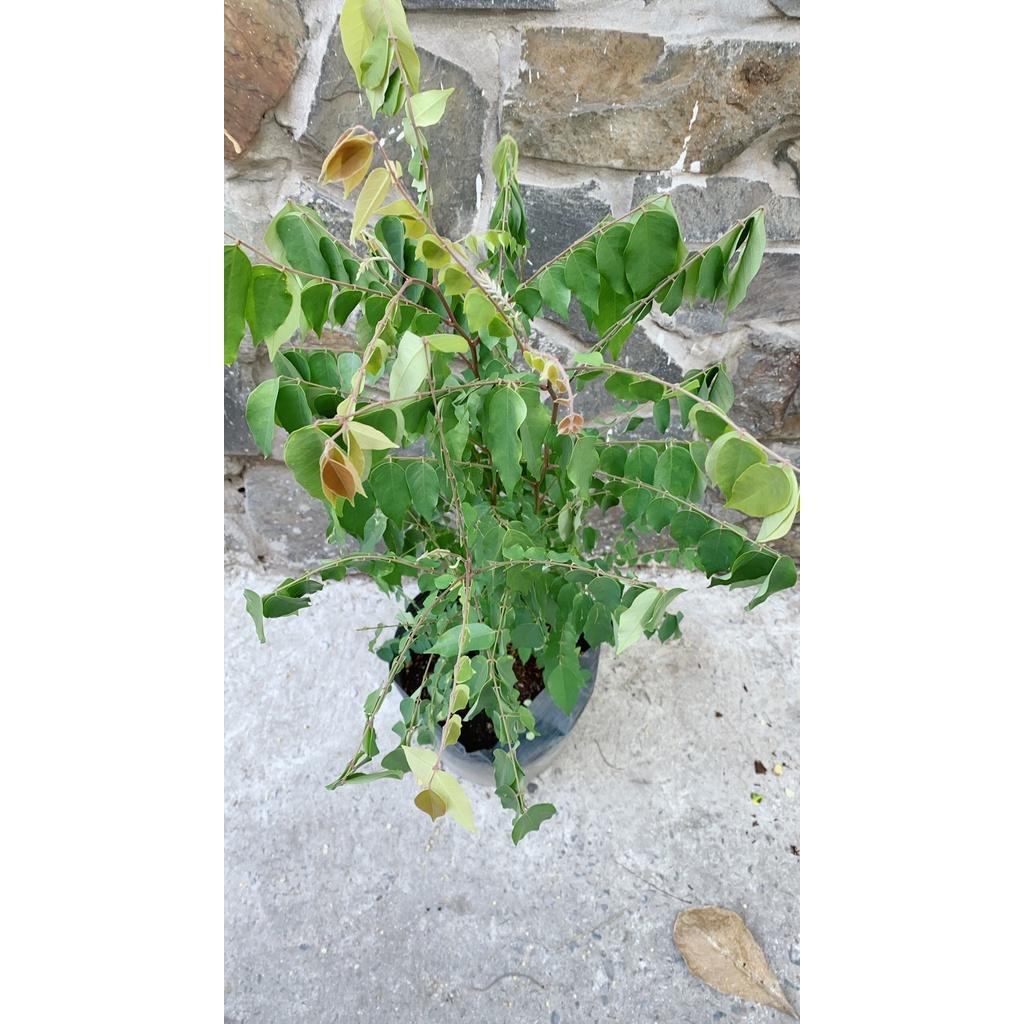 Cây Khế Cho Sai Trái