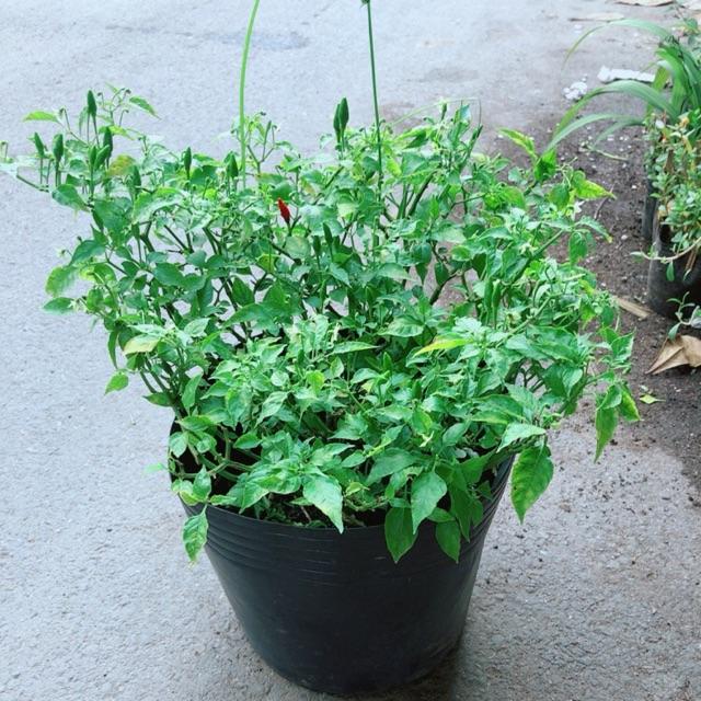 Bụi Ớt Hiểm