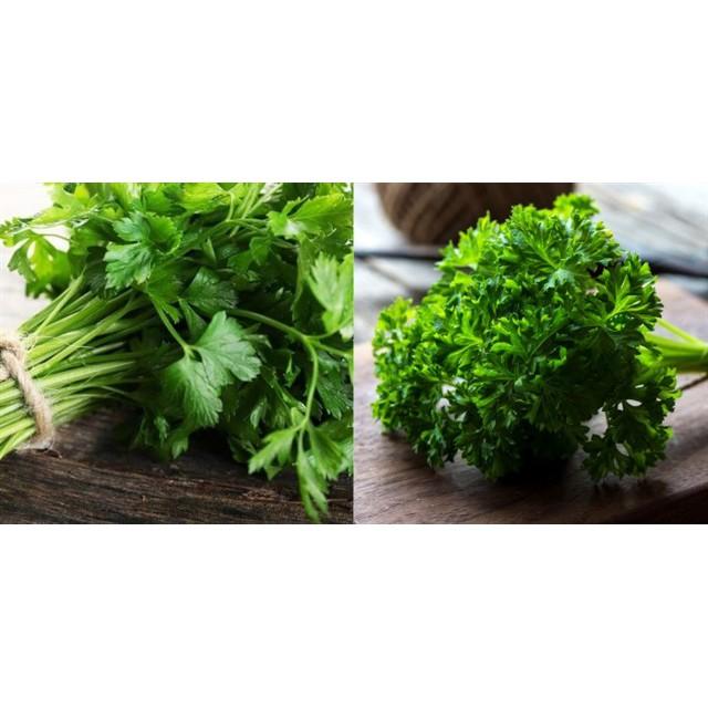 Gói 1GR hạt giống Ngò Tây