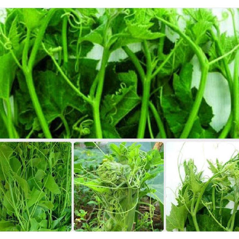 Hạt giống bí ăn ngọn,siêu ngọn-gói 5 gram-tặng kèm gói phân bón lót