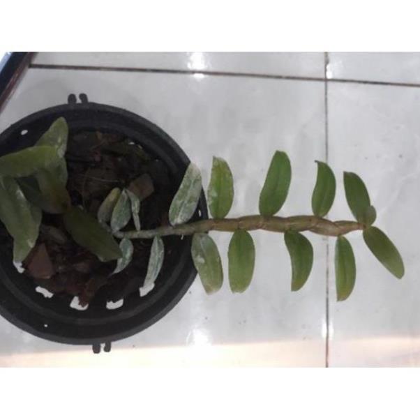 Hoa phong lan - nù tam bố cây năm 3 7-10 cm