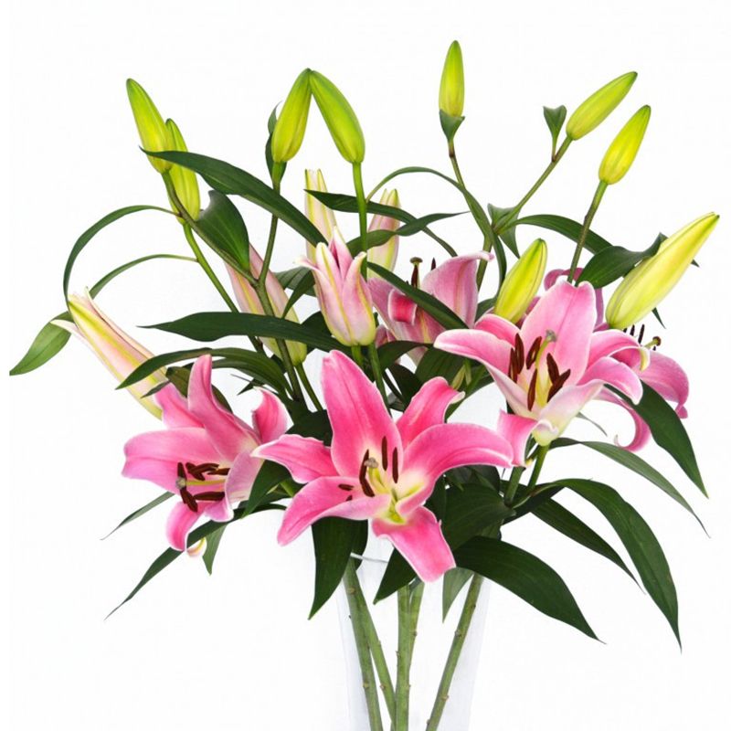 Hoa lily Dalat Hasfarm