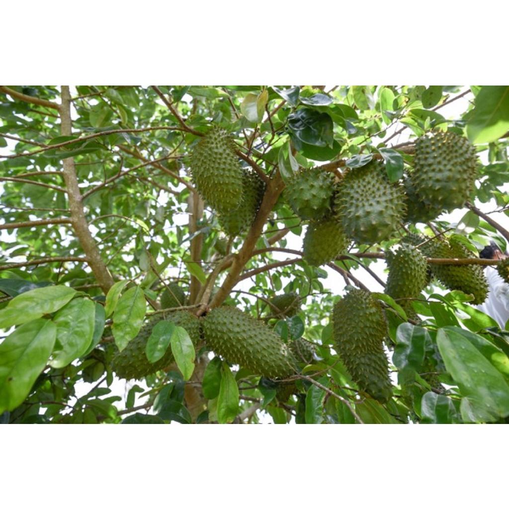 Cây giống Mãng cầu xiêm Thái TRỒNG CHẬU ()