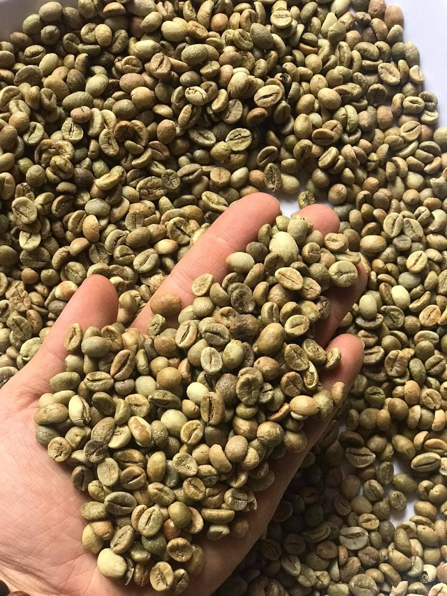 Set 30kg cà phê nhân robusta