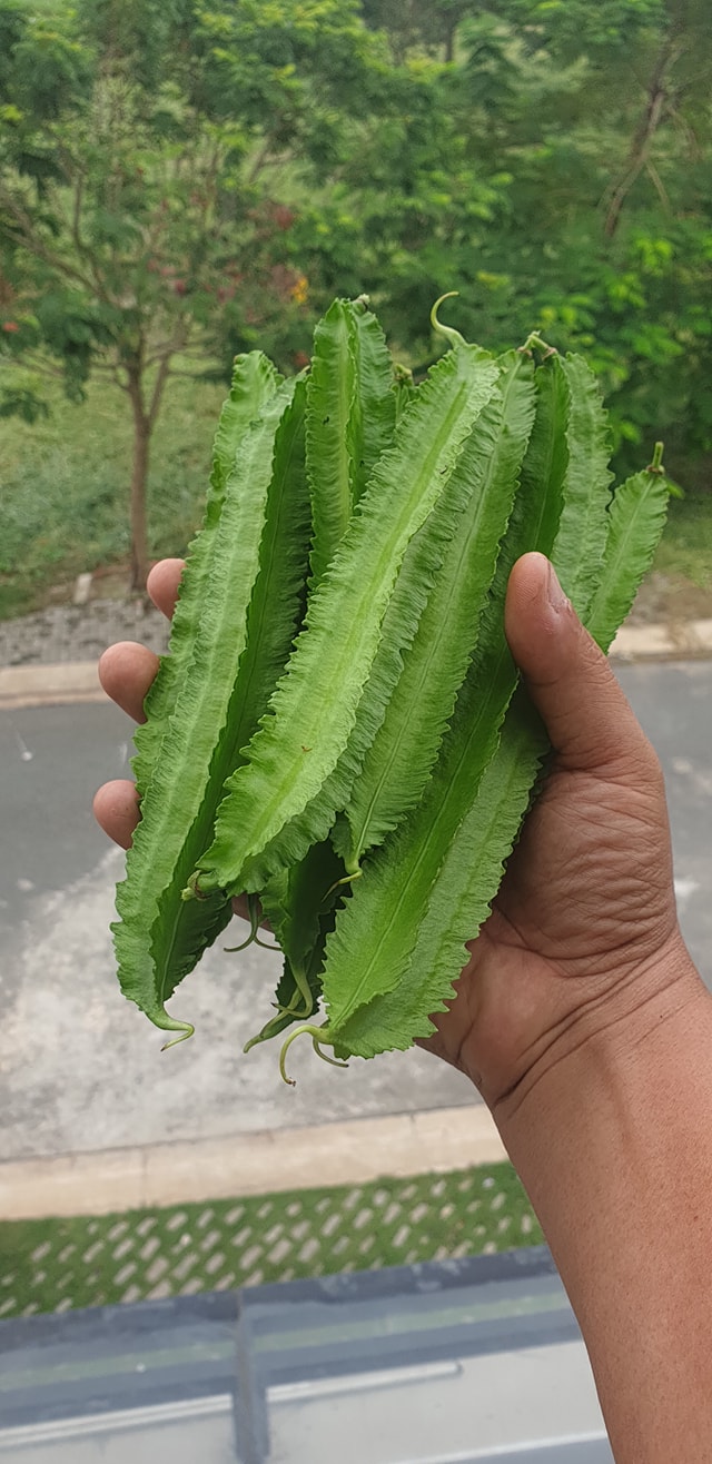 Hạt Giống Đậu Rồng Phú Nông Gói 10 Gram