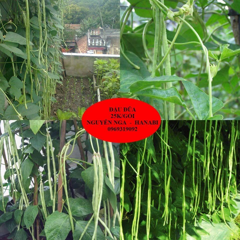 Hạt giống đậu đũa