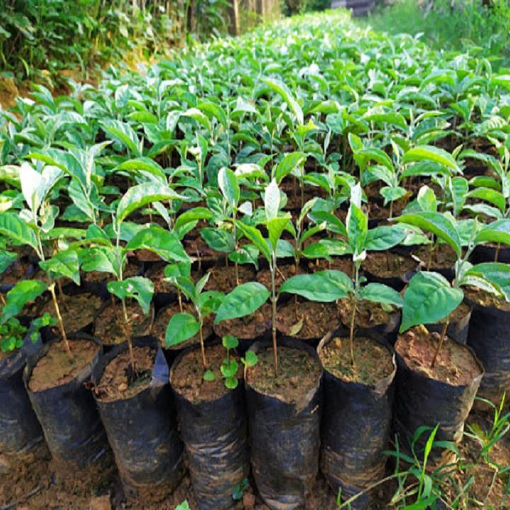 CÂY GIỐNG NHÓT NGỌT SIÊU QUẢ
