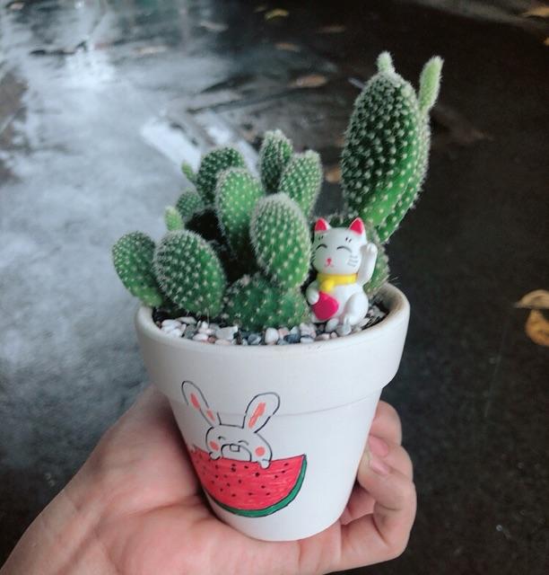 Chậu sen đá tiểu cảnh