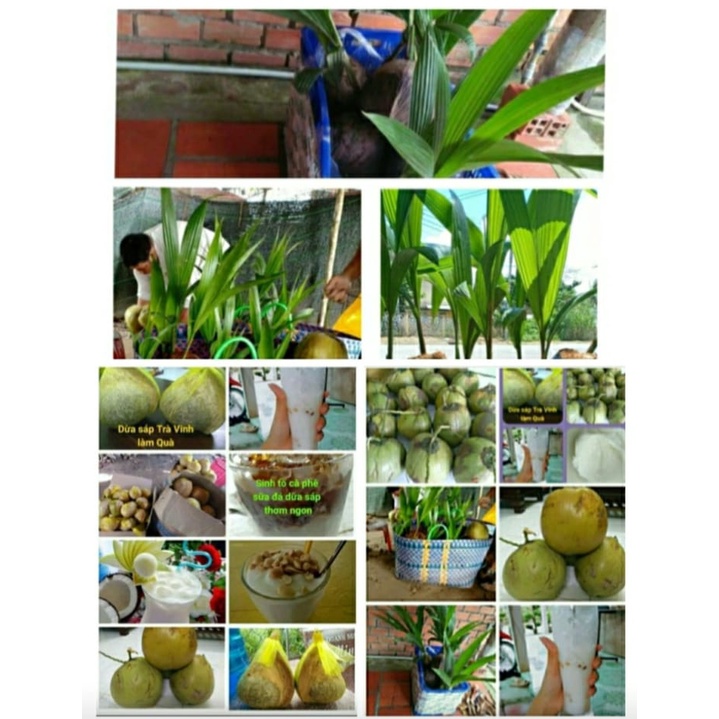 Dừa giống sáp đặc