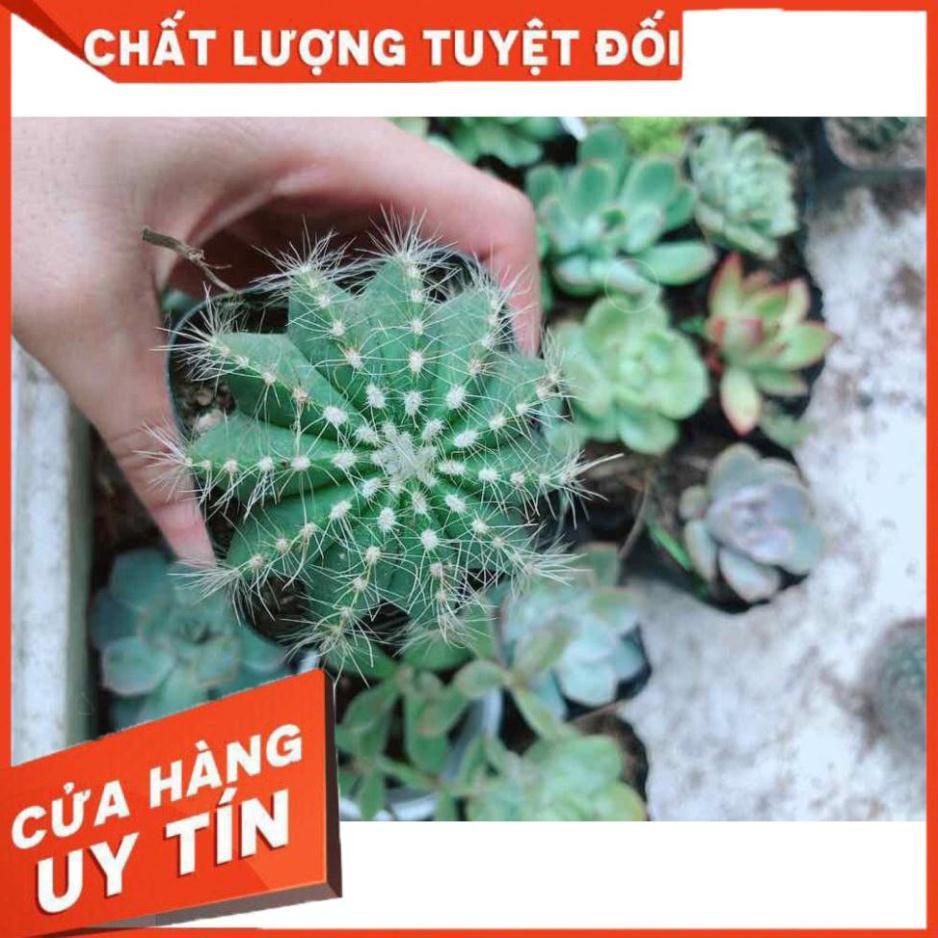 Xương rồng khế Nhiều Người Mua