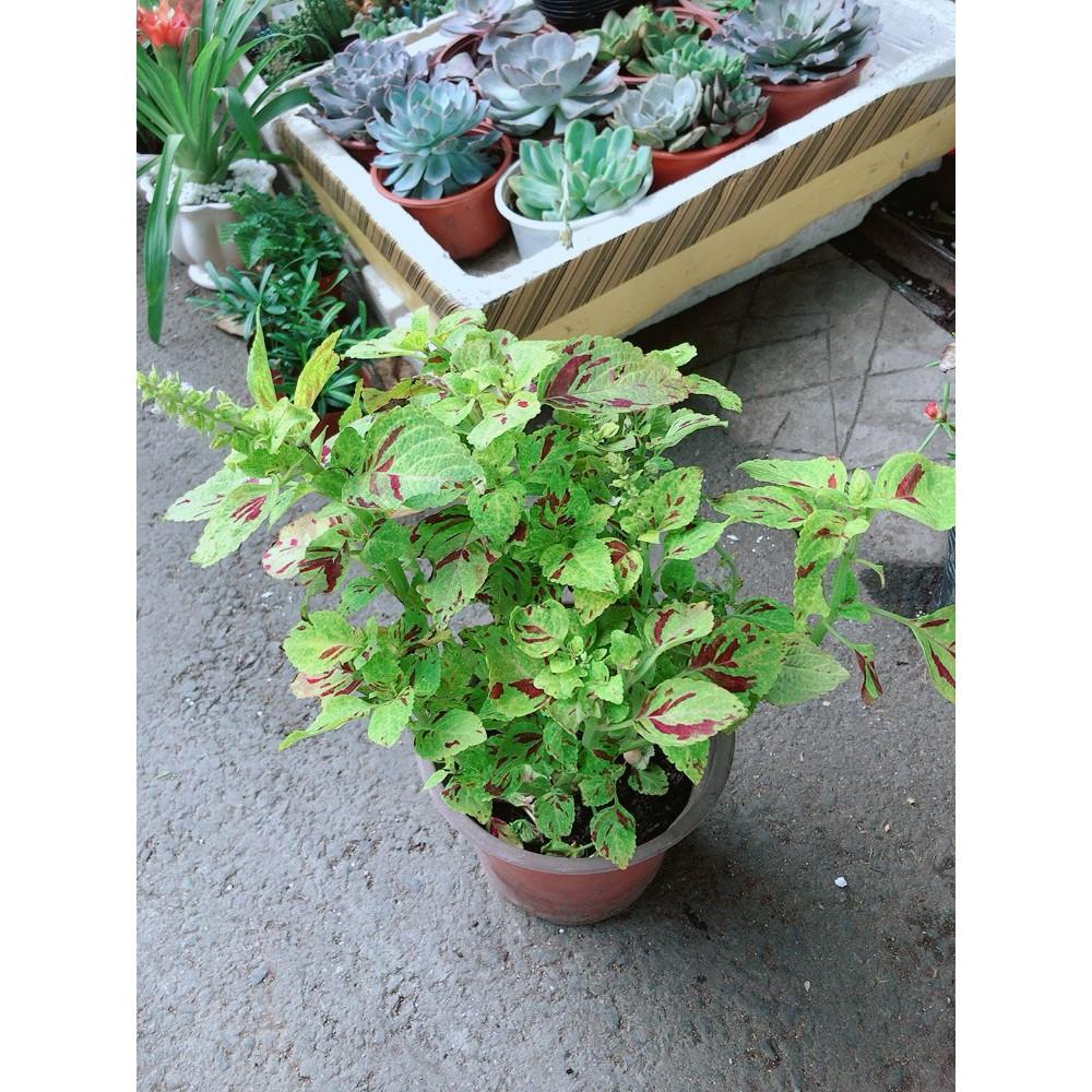 Cây Lá Gấm Vàng