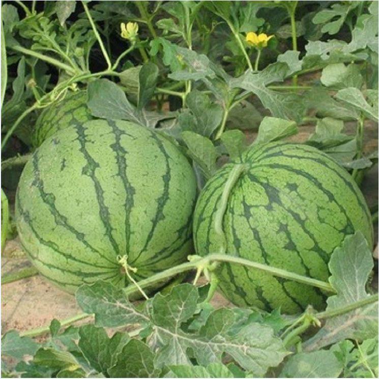 Hạt giống dưa hấu ruột đỏ quả tròn - 1 gói 10 hạt/Kèm gói kích hạt nảy mầm