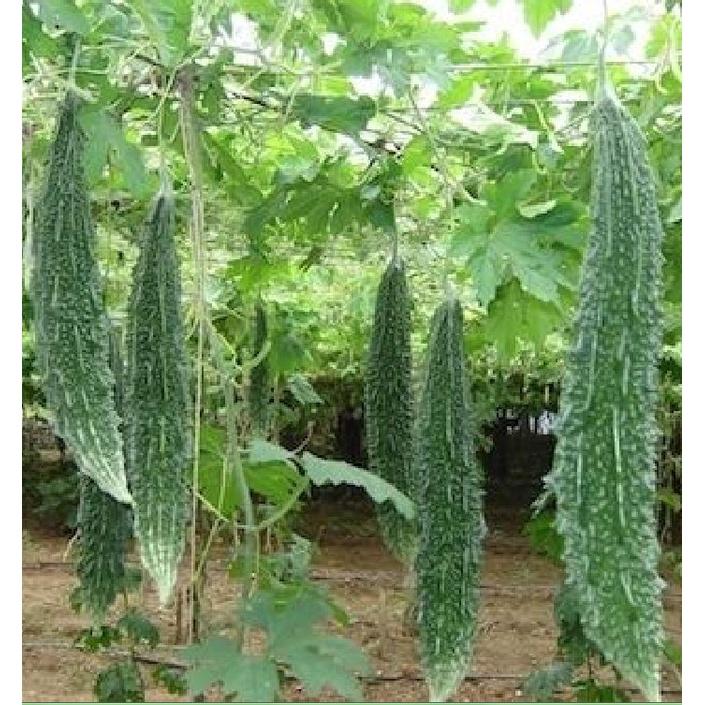 Combo 3 gói Hạt giống khổ qua gai xanh-Gói 10 hạt/tặng kèm gói phân bón lót