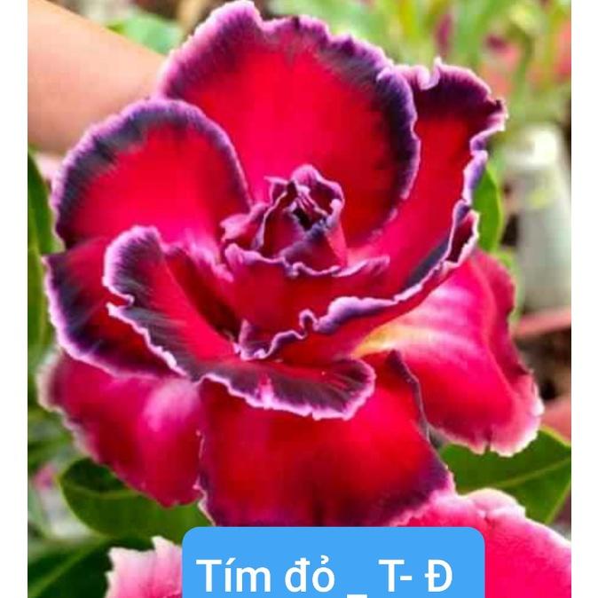 CÂY HOA SỨ THÁI CÁNH KÉP "TÍM ĐỎ T-Đ" - BẢO HÀNH MẶT HOA KÉP Y ẢNH