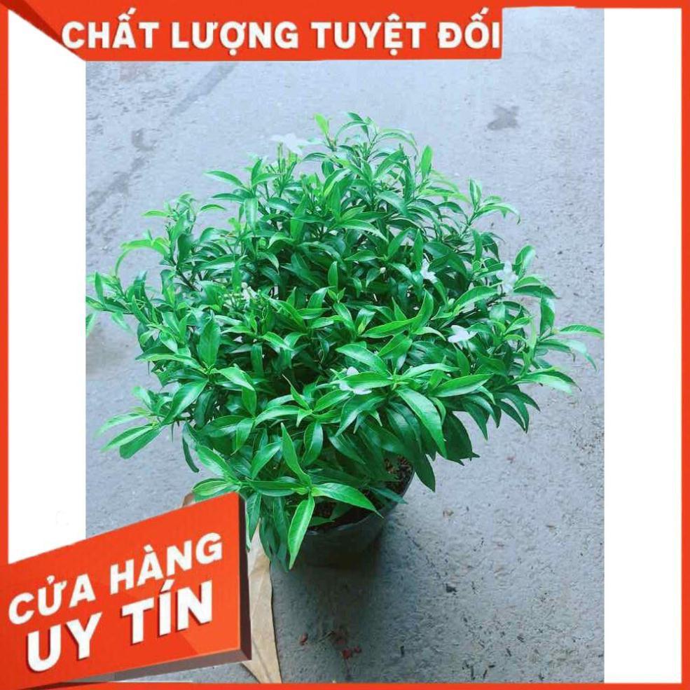 Hoa Chỉ Thiên Nhiều Người Mua