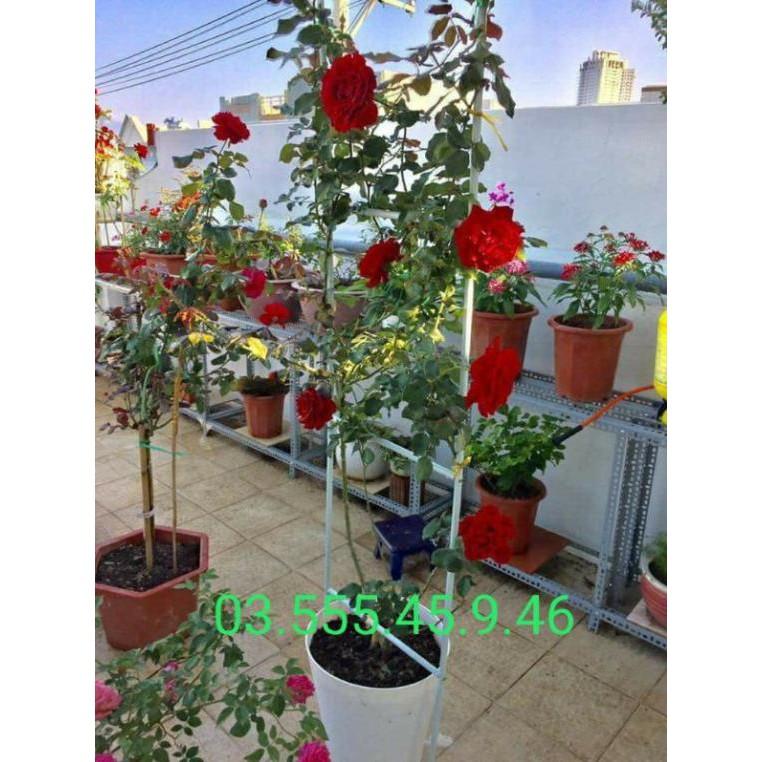 Com bo 10 cây hoa hồng leo các màu