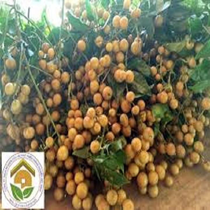 CÂY GIỐNG QUẤT HỒNG BÌ NGỌT