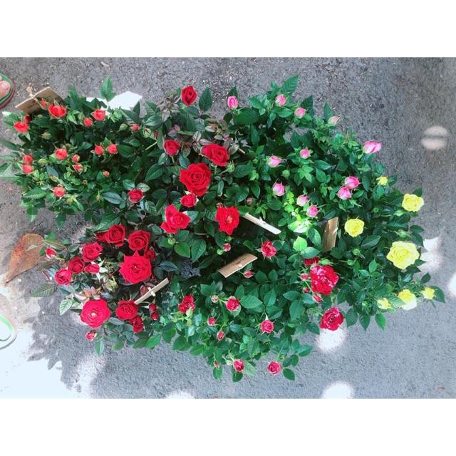 Chậu Hoa Hồng Siêu Nụ