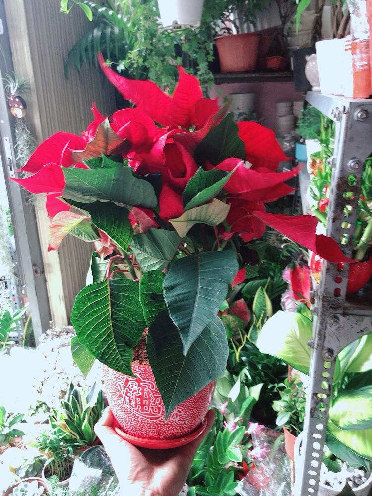 Chậu Cây Trạng Nguyên