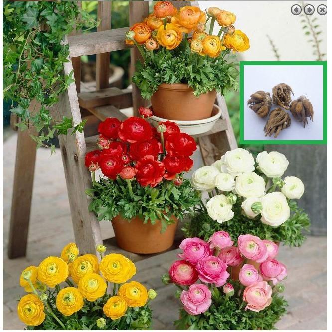 Combo 3 củ hoa hồng mao lương 3 màu