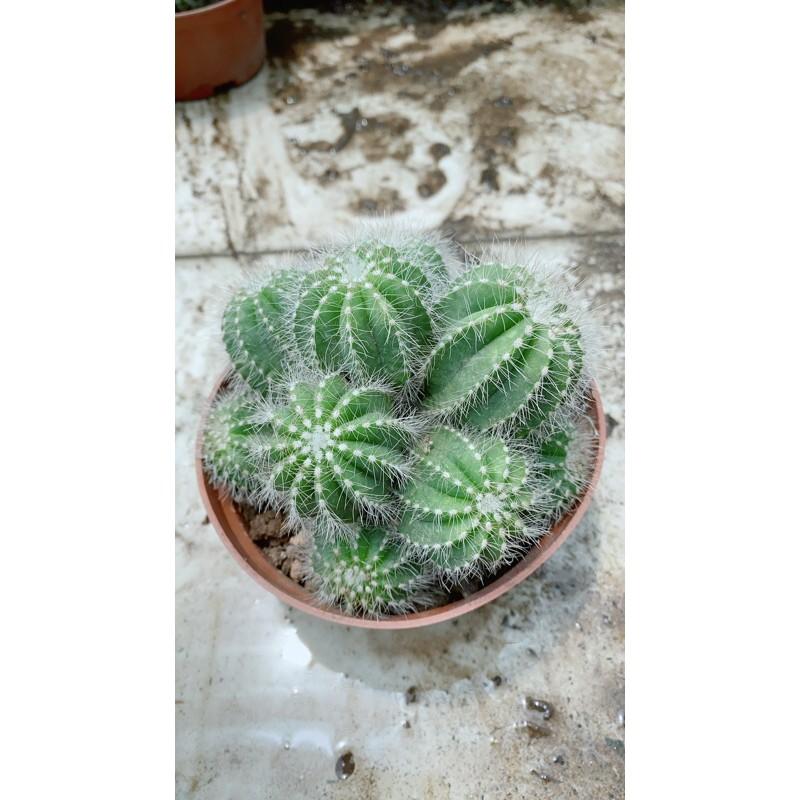 Xương Rồng Bụi Khế