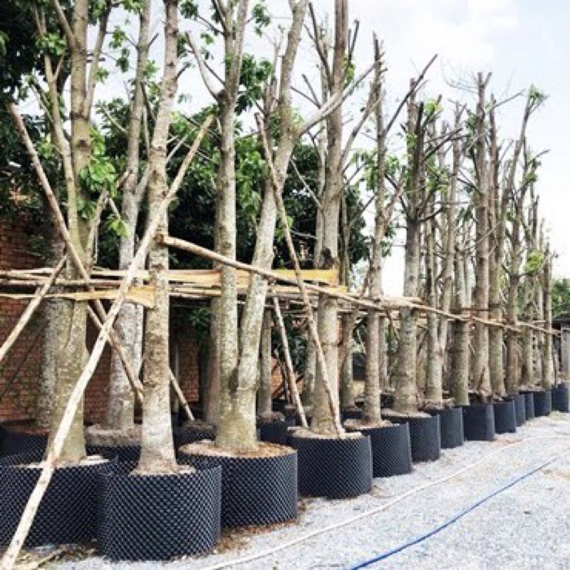 Bầu Ươm V6, Dày 0.7mm, Bầu Ươm Cây Thông Minh Cao 20cm đến 1m / Hồng Thanh Garden
