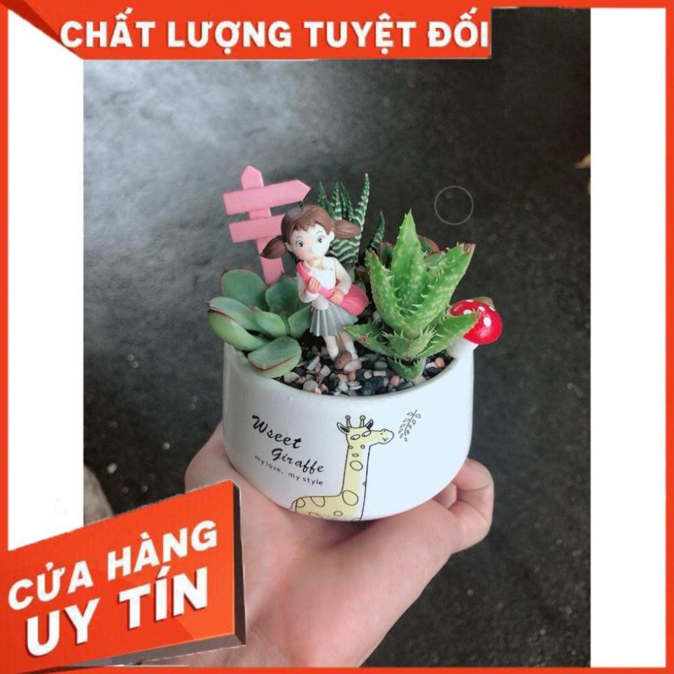 Chậu sen đá tiểu cảnh 13