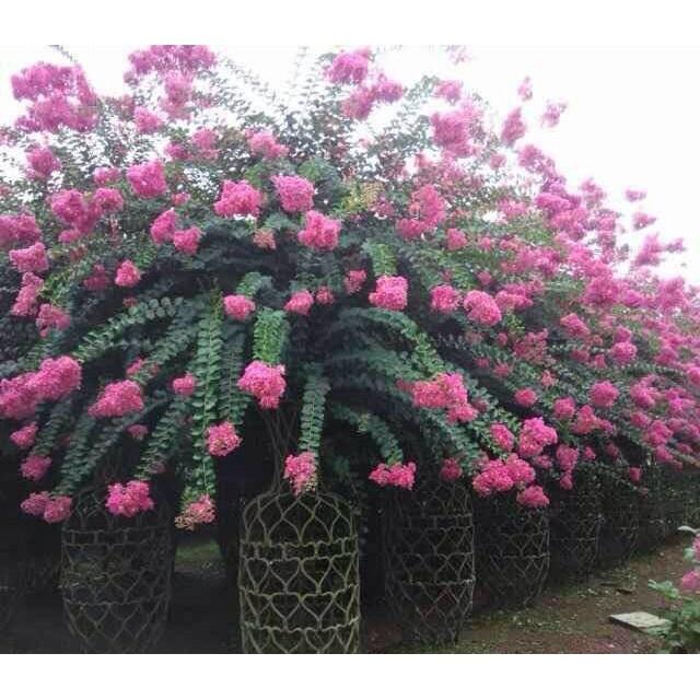 CHẬU HOA TƯỜNG VY LỚN, ĐỦ MÀU,CÂY TO KHỎE,CAM KẾT GIỐNG CHUẨN LOẠI 1