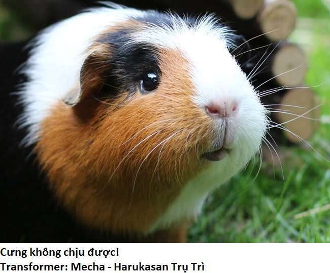 ngay cả khi hậu tận thế, thật hạnh phúc vẫn còn được sống... chapter 18.3 11