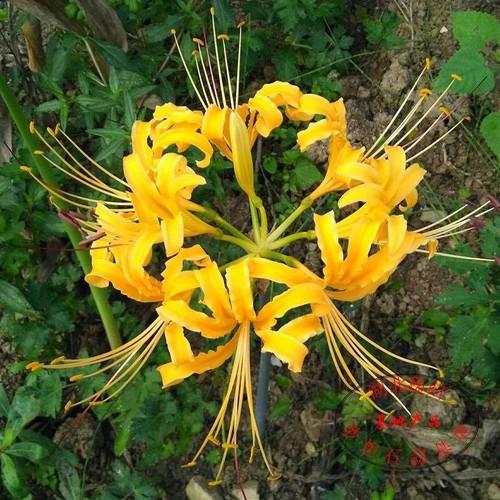 Củ giống hoa bỉ ngạnhoa vàng 1 củ - tặng kèm viên nén ươm củ