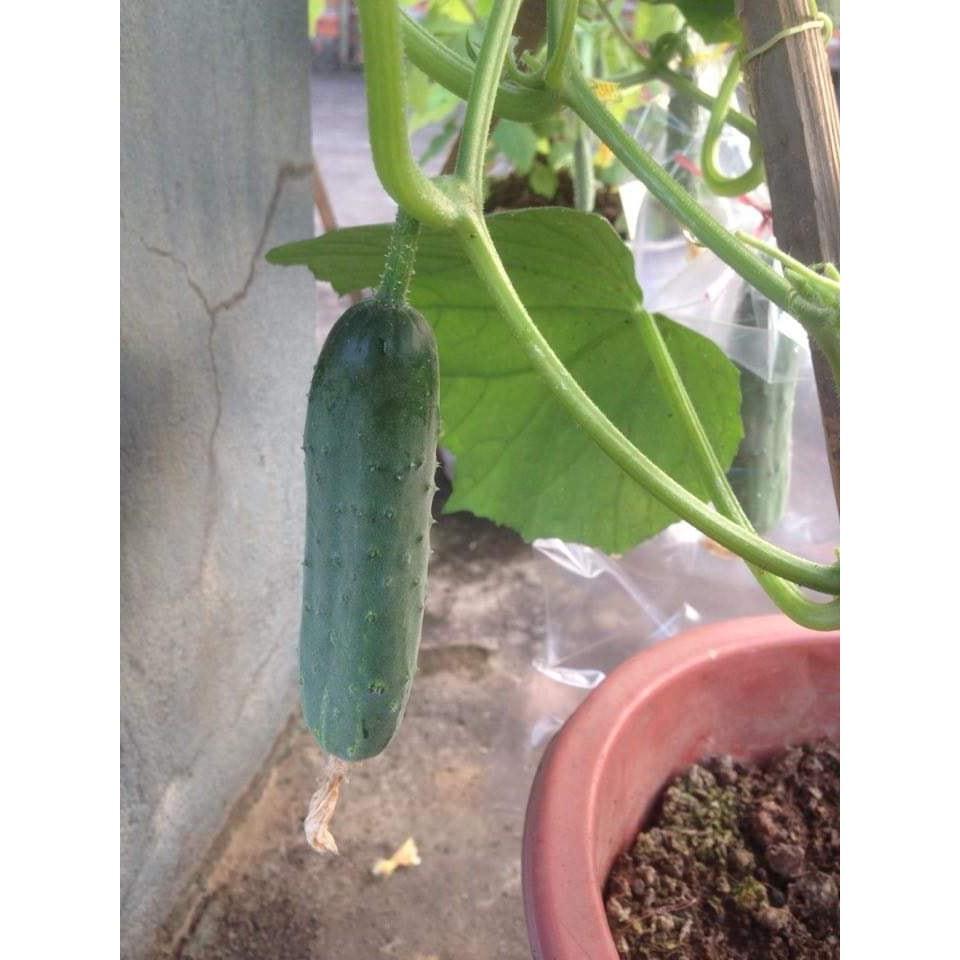 DƯA LEO XANH - DƯA CHUỘT XANH