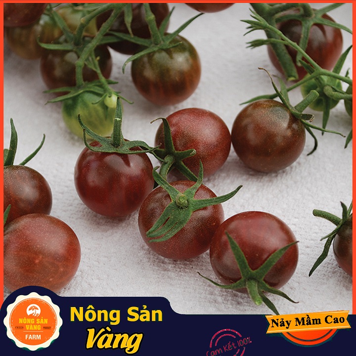 Hạt giống Cà Chua Bi Đen Chuẩn F1 ( Gói 10 Hạt ) - Nông Sản Vàng