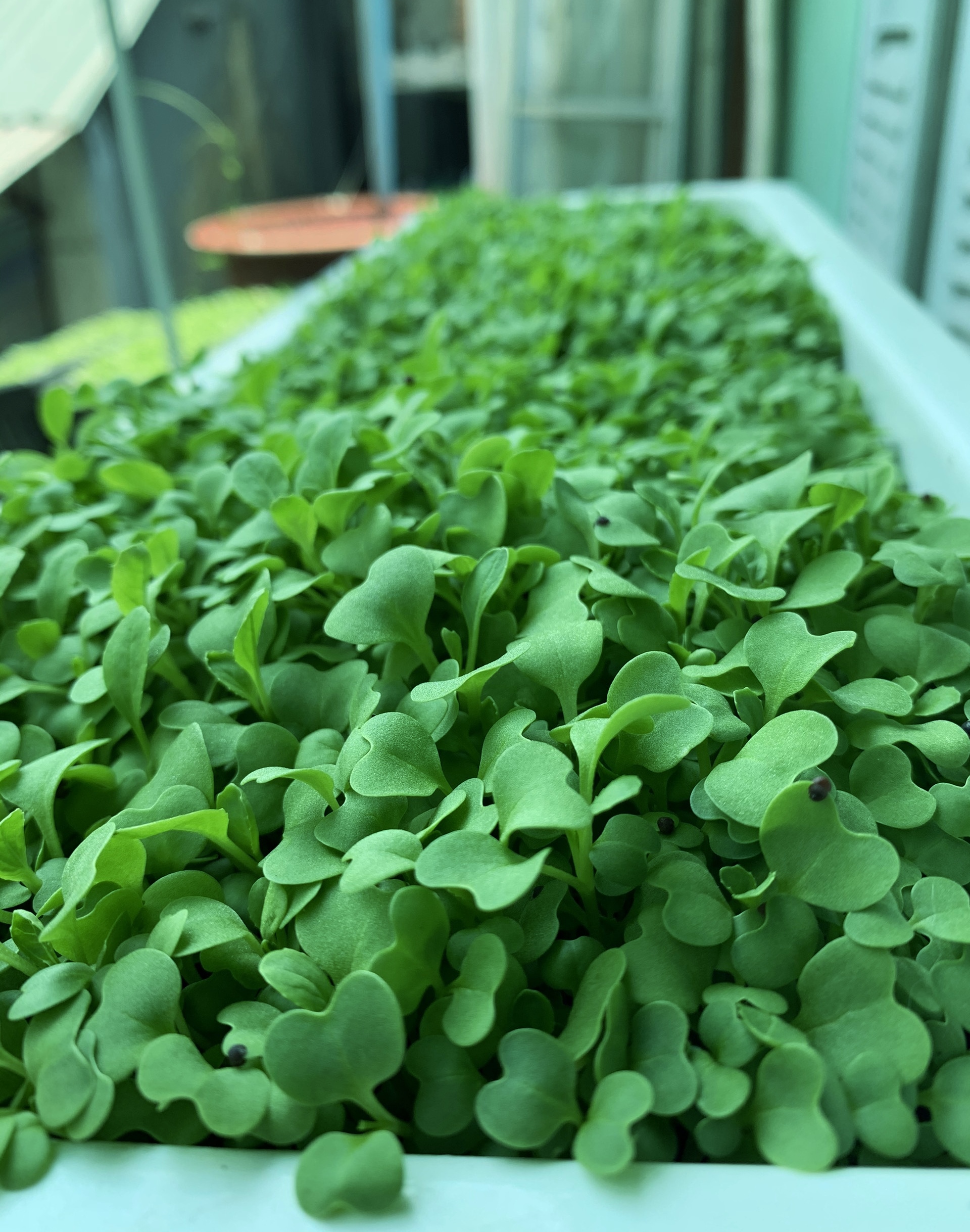 1L Phân Hữu Cơ Đạm Cá Tôm giàu Kali pha ra 400L Bón Cây Ăn Trái, Rau & Hoa Cảnh