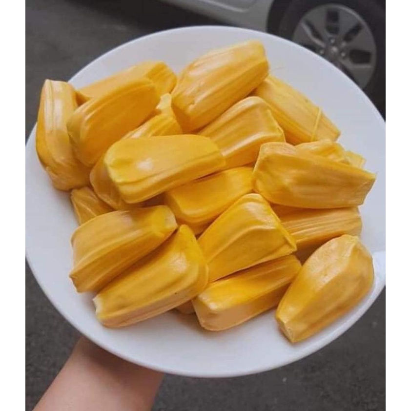 CÂY GIỐNG MÍT DAI MẬT ỐNG