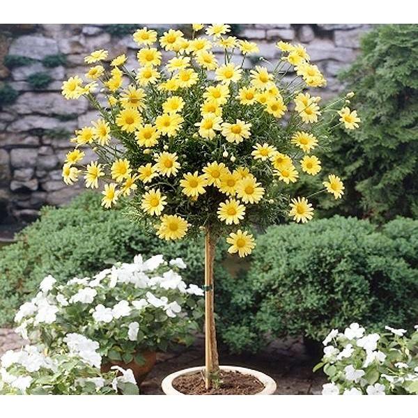 Hạt Giống Hoa Cúc Thân Gỗ-Bonsai -