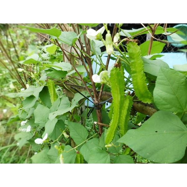 Hạt Giống Đậu Rồng Cao Sản Giòn, Ngọt 20gr