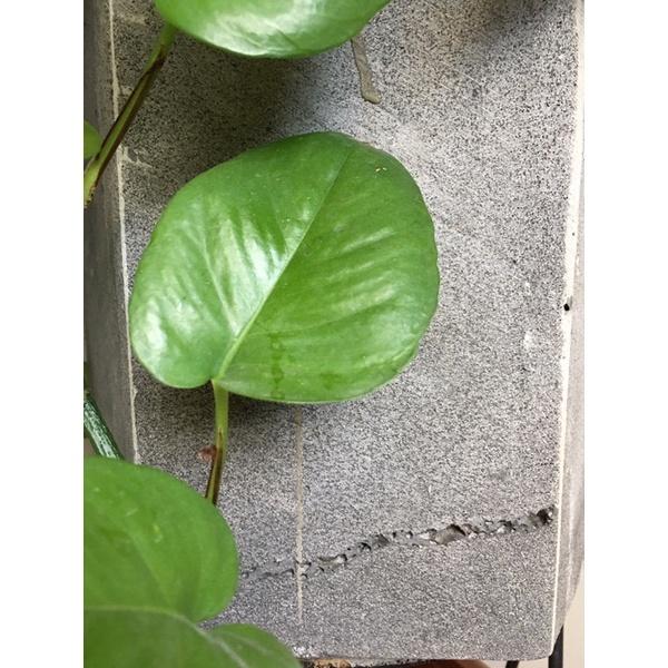 Chậu lục giác bằng đá tự nhiên trồng cây trong nhà KT C30x30x30