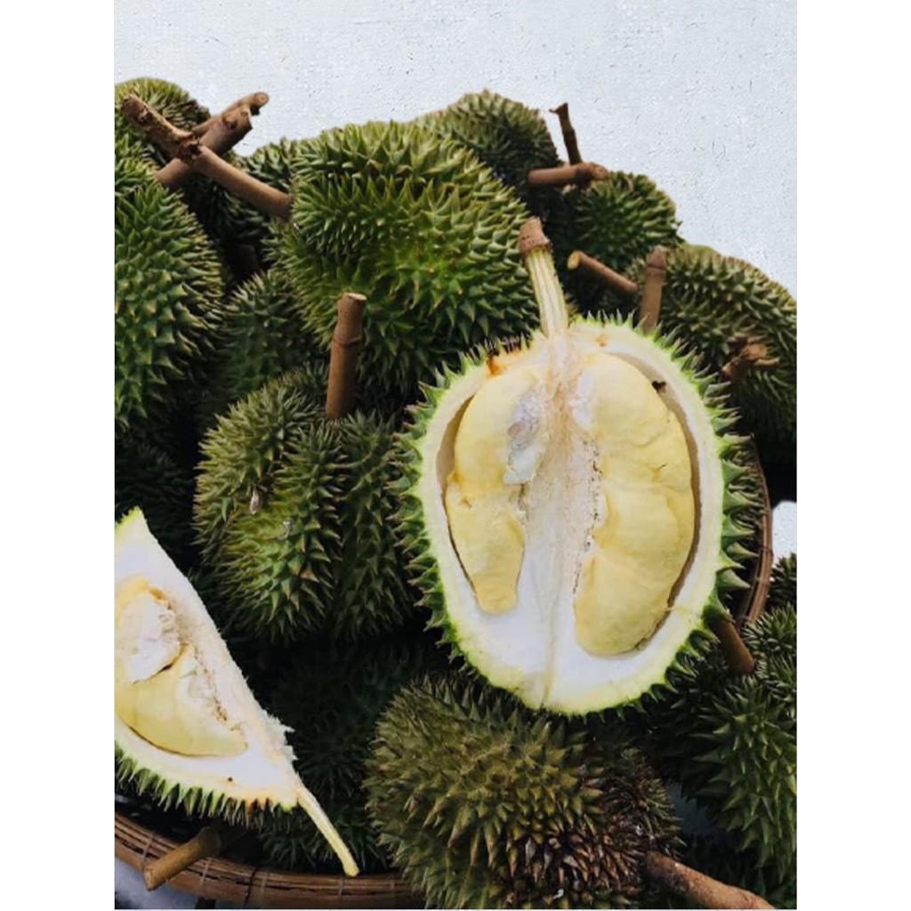 Cây giống Sầu Riêng Khổ Qua. .